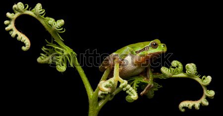 tree frog Stock photo © kikkerdirk