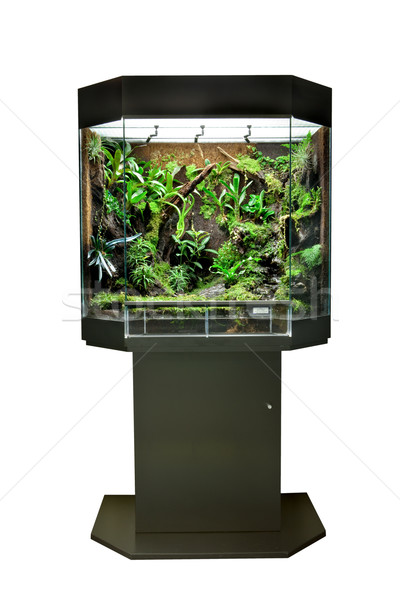 terrarium for tropical rainforest pets Stock photo © kikkerdirk