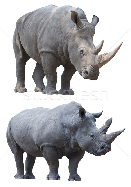 Branco rinoceronte rinoceronte grande forte africano Foto stock © kikkerdirk