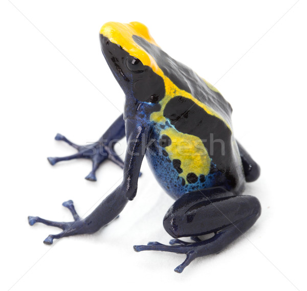 毒 青蛙 箭頭 熱帶 亞馬遜 熱帶雨林 商業照片 © kikkerdirk