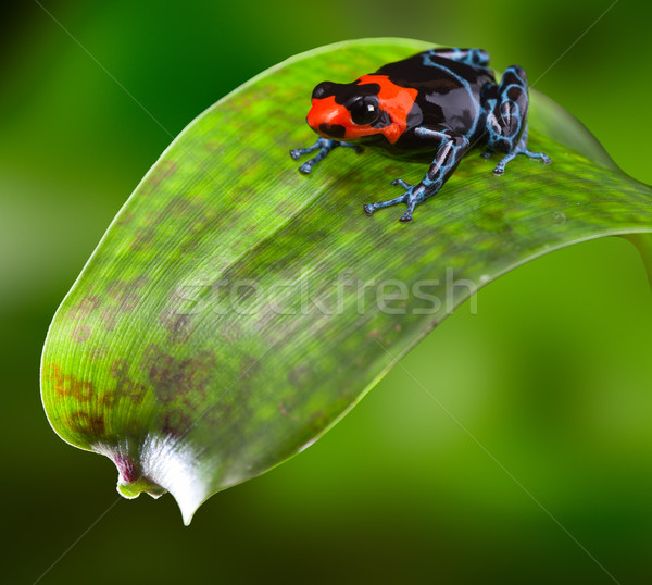 poison dart frog Peru Stock photo © kikkerdirk