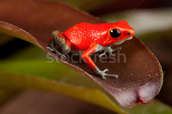 red frog Stock photo © kikkerdirk