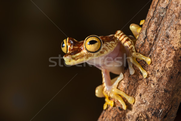 Tropischen Laubfrosch amazon Kolumbien Ecuador Stock foto © kikkerdirk