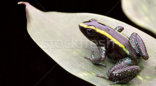 Stock photo: tropical poison frog