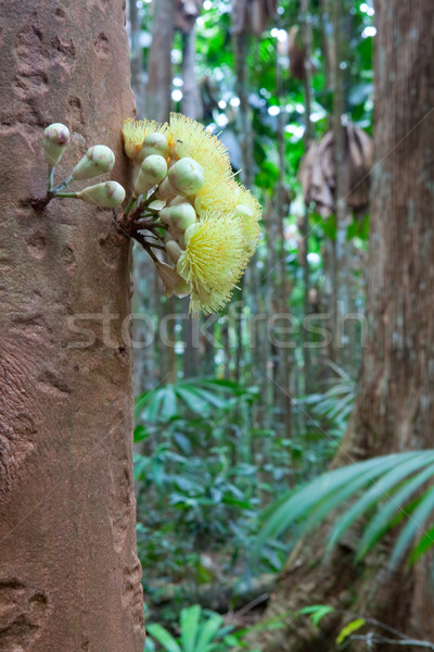 tree flower rain forest Stock photo © kikkerdirk