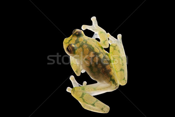 Stock photo: transparent glass frog