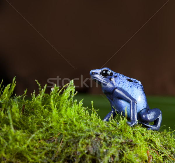 blue poison dart frog Stock photo © kikkerdirk