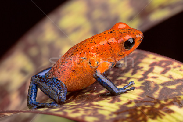 red poison dart frog Stock photo © kikkerdirk