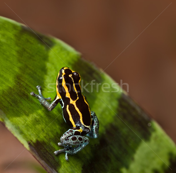 Gift Dart Frosch giftig Tier hellen Stock foto © kikkerdirk