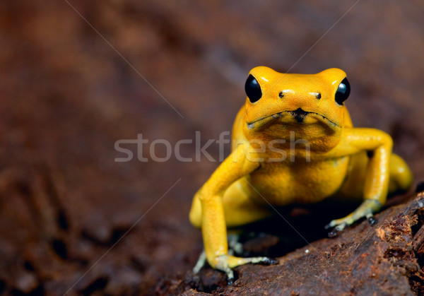 poison frog Stock photo © kikkerdirk