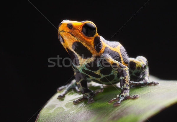 Poison grenouille feuille Amazon Dart Photo stock © kikkerdirk