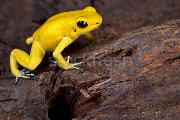 毒 青蛙 動物 警告 顏色 商業照片 © kikkerdirk