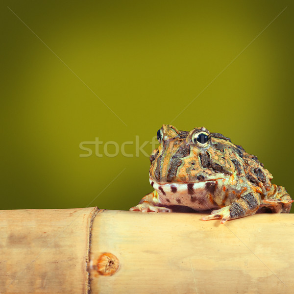 Pacman frog Stock photo © kikkerdirk