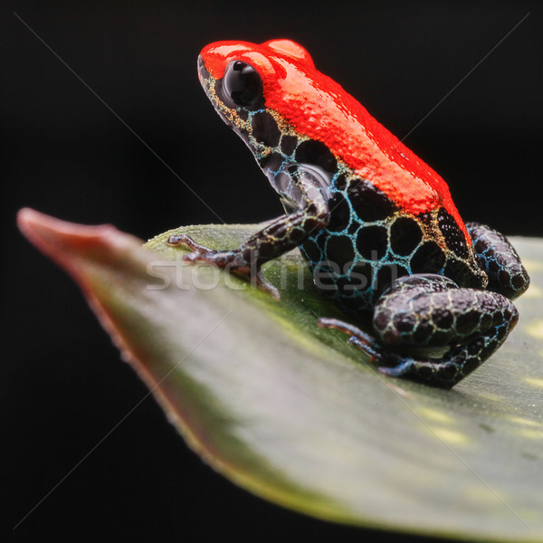 ストックフォト: 赤 · 毒 · カエル · 熱帯 · アマゾン · 熱帯雨林