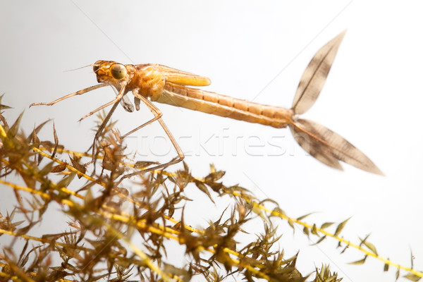 damselfly larvae Stock photo © kikkerdirk