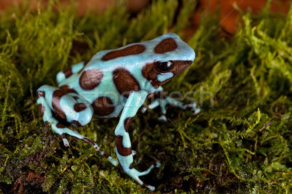 Zdjęcia stock: żaba · tropikalnych · Rainforest · niebieski