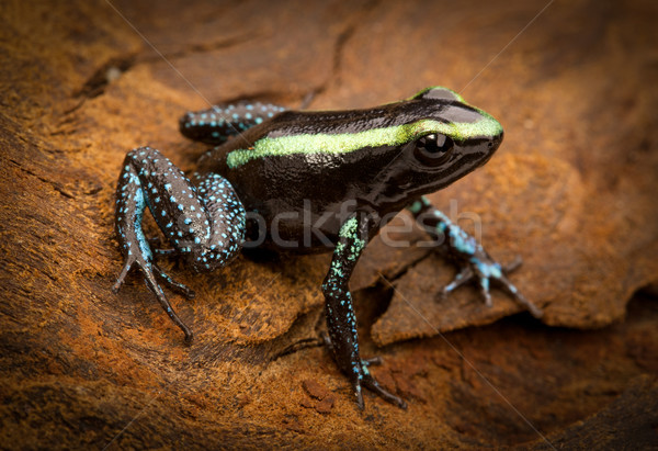 tropical poison frog Stock photo © kikkerdirk