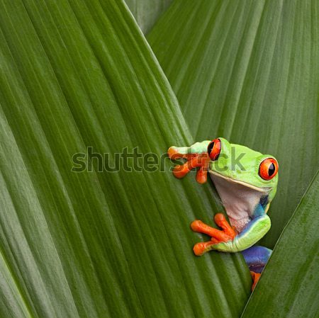 red eyed tree frog  Stock photo © kikkerdirk