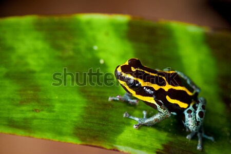 Macro tóxico flecha rana Perú Amazon Foto stock © kikkerdirk