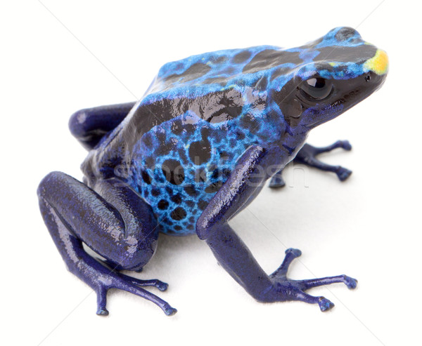 Stock photo: BLue poison dart frog