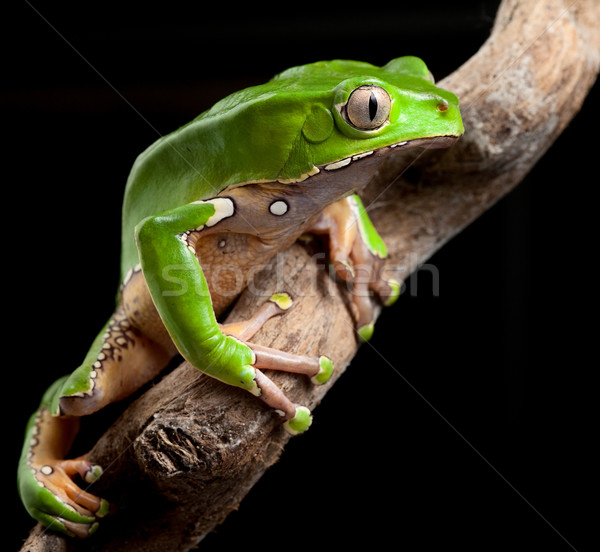 Groene boom kikker amazon regenwoud exotisch tropische Stockfoto © kikkerdirk