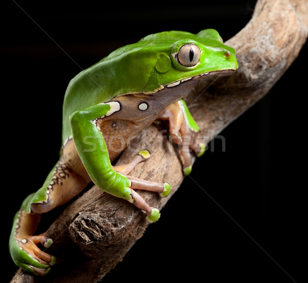 Sapo amazona exótico tropical Foto stock © kikkerdirk