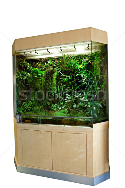 terrarium for tropical rainforest pets Stock photo © kikkerdirk