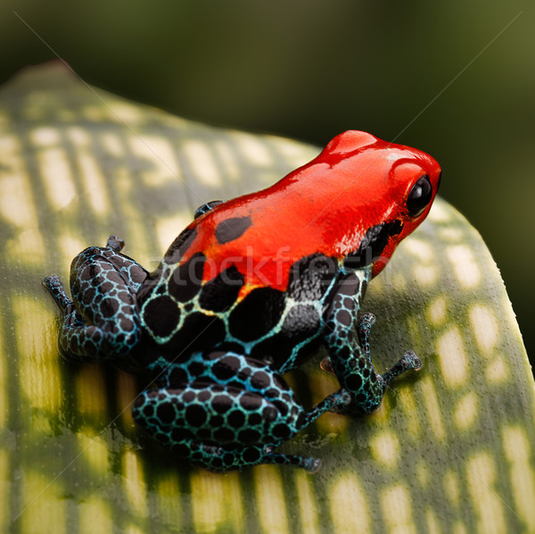 紅色 毒 鏢 青蛙 熱帶 兩棲動物 商業照片 © kikkerdirk