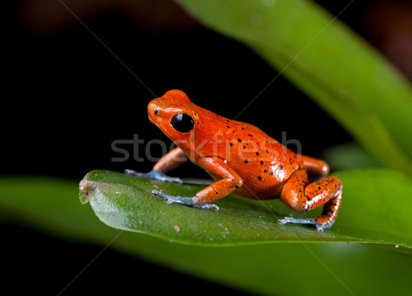 Rouge poison Dart grenouille forêt tropicale espèce Photo stock © kikkerdirk