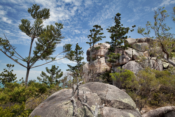 Pinho árvores magnético ilha queensland Austrália Foto stock © kikkerdirk
