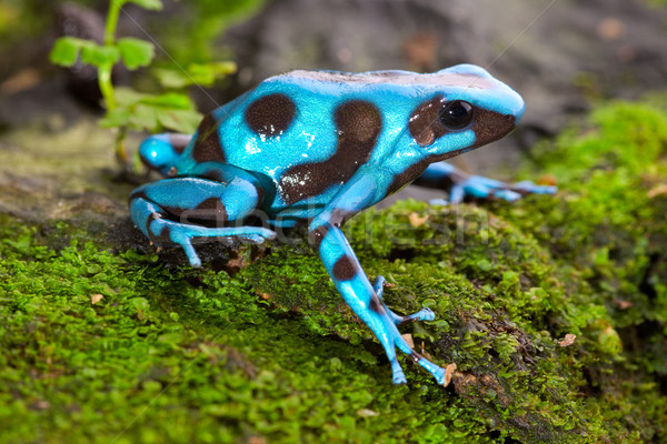 blue frog Stock photo © kikkerdirk