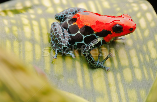 red poison arrow frog Stock photo © kikkerdirk