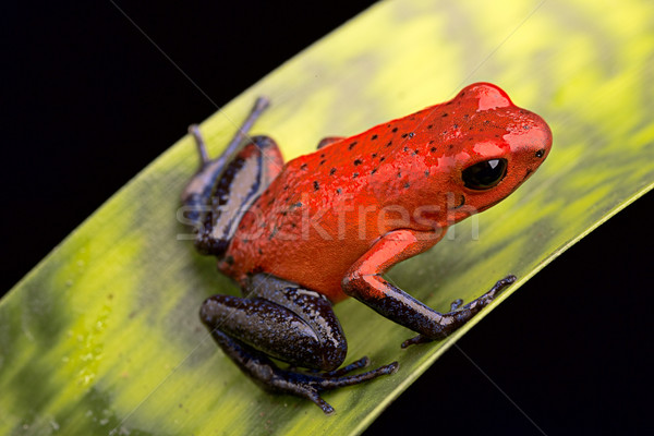 Rouge poison Dart grenouille flèche tropicales Photo stock © kikkerdirk