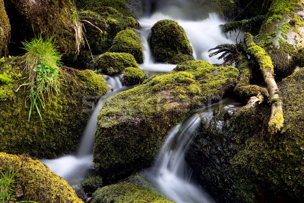 Wald Bach Streaming Moos lebendig grünen Stock foto © kikkerdirk