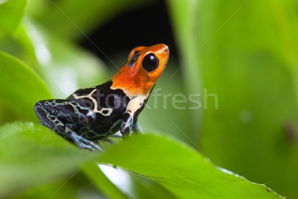 Fantastic otrava lance broască tropical Amazon Imagine de stoc © kikkerdirk