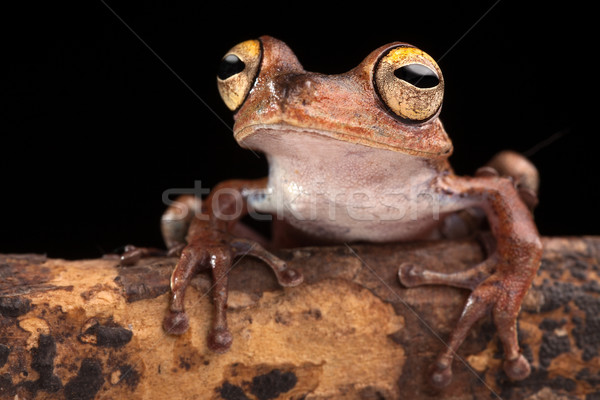 tropical tree frog at night Stock photo © kikkerdirk