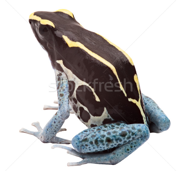 毒 箭頭 青蛙 孤立 白 熱帶 商業照片 © kikkerdirk