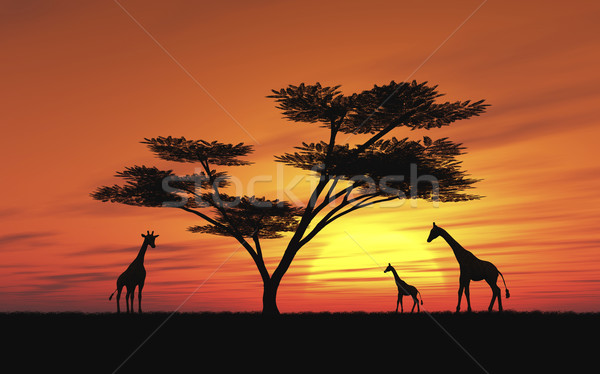 African tramonto immagine idilliaco giraffa ombrello Foto d'archivio © Kirschner