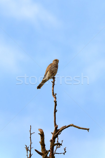 Falcon immagine ritratto cielo nubi occhi Foto d'archivio © Kirschner