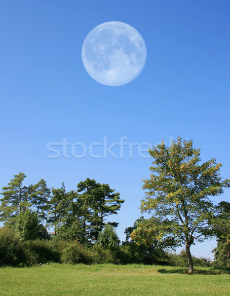 Stock photo: Trees with Moon