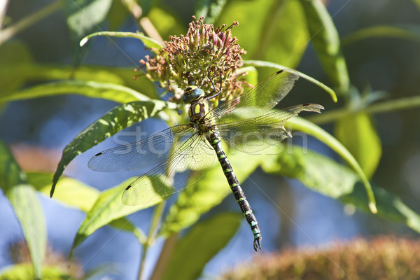 Dragonfly obraz makro tle piękna lata Zdjęcia stock © Kirschner