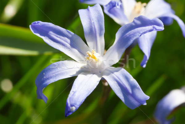 Foto d'archivio: Gloria · neve · immagine · macro · primavera · blu