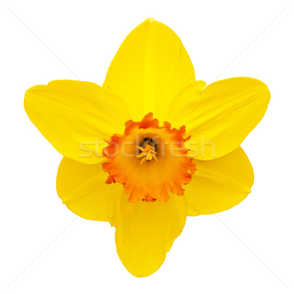 Daffodil Stock photo © Kirschner