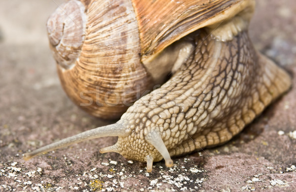 Snail Stock photo © Kirschner