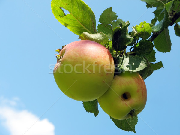 Apples Stock photo © Kirschner