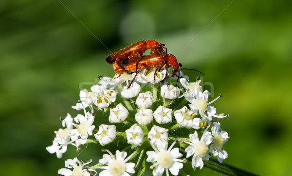Bugs Love Stock photo © Kirschner