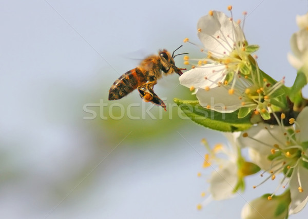 蜂 飛行 画像 ツリー 背景 緑 ストックフォト © Kirschner