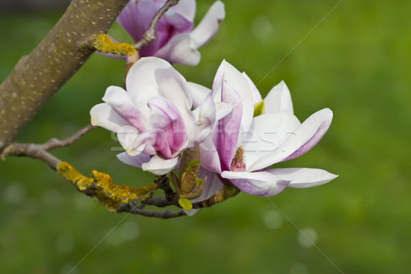 Magnolia immagine macro albero natura giardino Foto d'archivio © Kirschner