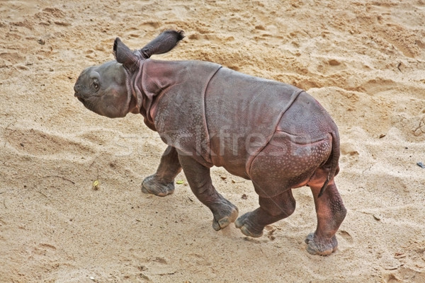 Rhino Baby Stock photo © Kirschner