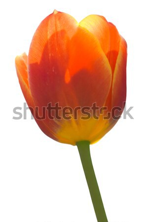 Red Tulip Stock photo © Kirschner